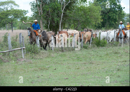 Pantaneiro Cowboys sammeln von Vieh, das Pantanal Mato Grosso, Brasilien Stockfoto