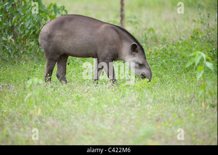 Brasilianische Tapir (Tapirus Terrestris) AKA South American Tapir, The Pantanal Mato Grosso, Brasilien Stockfoto