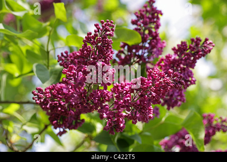 Flieder, Syringa Vulgaris, Oleaceae. Stockfoto