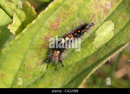 Frühe Instar Rusty Tussock Moth oder Vapourer Falter Raupe, Orgyia Antiqua, Lymantriidae. Stockfoto