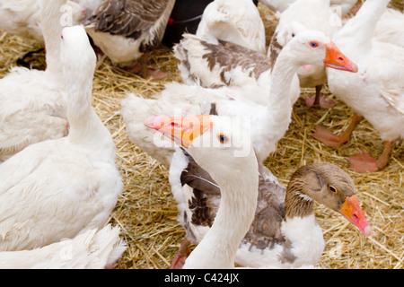 weiße Gans Vogel im Hof Kopf Hals closeup Stockfoto