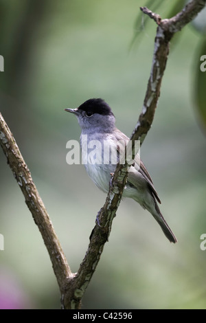 Mönchsgrasmücke, Sylvia Atricapilla, einziger männlicher Vogel auf Zweig, Midlands, Mai 2011 Stockfoto