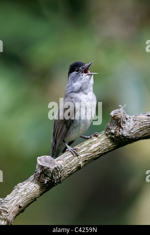 Mönchsgrasmücke, Sylvia Atricapilla, einzelne Männchen singen auf Ast, Midlands, Mai 2011 Stockfoto