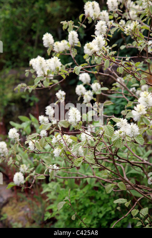 Fothergilla großen - Monticola-Gruppe Stockfoto