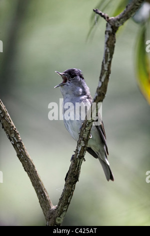 Mönchsgrasmücke, Sylvia Atricapilla, einzelne Männchen singen auf Ast, Midlands, Mai 2011 Stockfoto