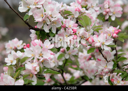 Malus Domestica 'Sunset' AGM - blühen Stockfoto