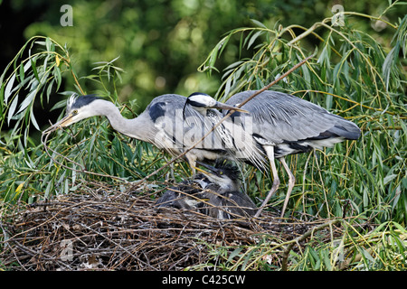 Graue Reiher, Ardea Cinerea, zwei Erwachsene mit drei junge im Nest, London, Mai 2011 Stockfoto