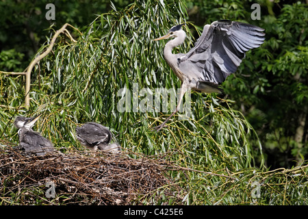 Graue Reiher, Ardea Cinerea, alleinstehenden im Flug mit drei jungen am Nest, London, Mai 2011 Stockfoto