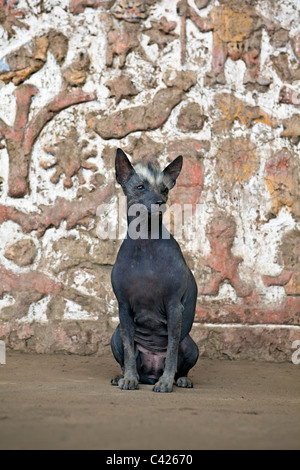 Peruanische Inka-Orchidee oder Peruanische Nackthund (auch Biringo oder Viringo) vor Reliefs am Zeremoniell Plaza. Stockfoto