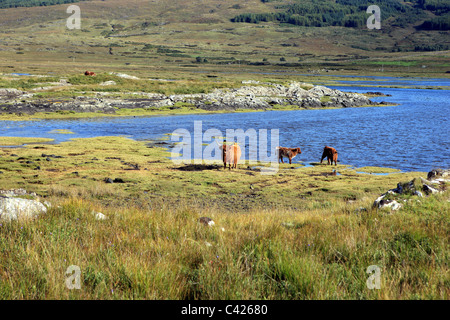 Highland Kühe am Ufer des Loch Scridain auf der Isle of Mull Stockfoto