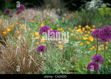 Hollandicum Allium 'Purple Sensation' AGM mit Meconopsis Cambrica var. Aurantiaca und Anemanthele Lessoniana AGM Stockfoto