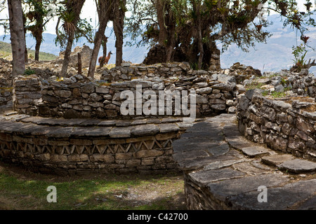 Chachapoyas, Peru Kuelap Siedlungs- und Zitadelle Bergstadt, von der Chachapoyas Kultur (900-1200 n. Chr.) gebaut. Lama. Stockfoto