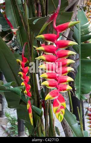 Chachapoyas, Peru Estate Estancia Chillo. Heliconia Blume im Garten. Stockfoto