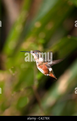 Kolibris im Garten des Kentikafe-Museums-Café. White-bellied Woodstar. (Chaetocercus Mulsant). Weiblich. Stockfoto