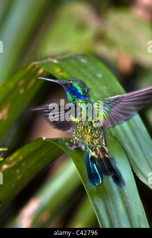 Kolibris im Garten des Kentikafe-Museums-Café. Funkelnde violett-Ohr (Colibri Coruscans). Stockfoto