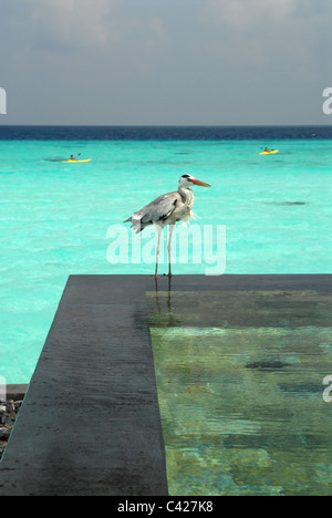 Reethi Rah, Luxus resort auf den Malediven, Indischer Ozean, stimmten die Top-Resort der Welt im Jahr 2007 Stockfoto