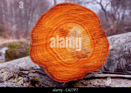 Log schneiden Holz Hintergrundtextur. Bunten Querschnitt der Baum. Stockfoto