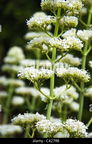 Weiße Baldrian, Biene freundlich, Blumen. UK (Baldrian Ruber Albus) Stockfoto