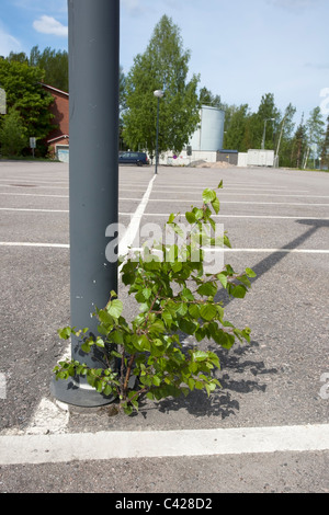 Birke-Bäumchen wachsen auf Parkplatz, Finnland Stockfoto