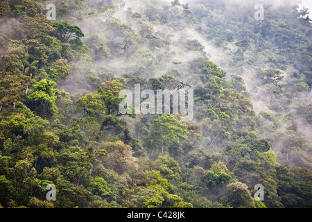 Peru, San Pedro, Manu Nationalpark, Nebelwald. UNESCO-Weltkulturerbe. Stockfoto