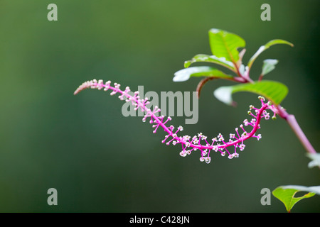 Peru, San Pedro, Manu Nationalpark, Nebelwald. Blume. UNESCO-Weltkulturerbe. Stockfoto