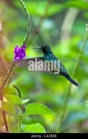 Peru, San Pedro, Manu Nationalpark, Nebelwald. Kolibri. UNESCO-Weltkulturerbe. Stockfoto