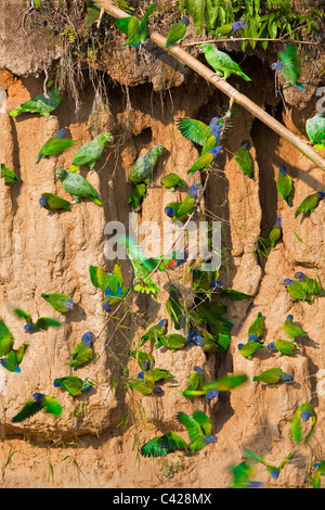 Mehlig Papageien (Amazona Farinosa) und blaue Leitung Papageien (Pionus Menstruus) Einnahme Ton aus Tambo Blanquillo Ton lecken. Stockfoto