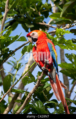 Peru, Boca Manu, Blanquillo, Manu Nationalpark, UNESCO-Weltkulturerbe, hellroten Aras (Ara Macao). Gefangenschaft. Stockfoto