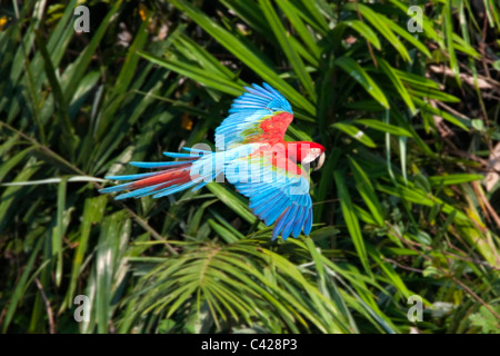 Manu Nationalpark, rote und Grüne Aras (Ara Chloroptera) in der Nähe von Tambo Blanquillo Ton zu lecken. Fliegen. Stockfoto