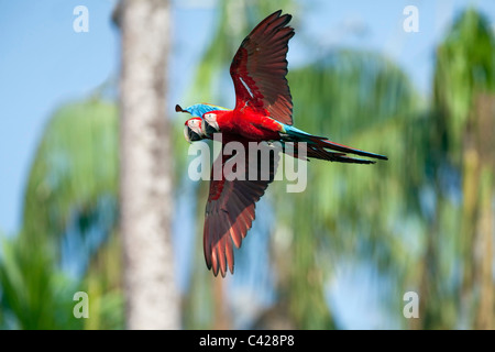 Manu Nationalpark, rote und Grüne Aras (Ara Chloroptera) in der Nähe von Tambo Blanquillo Ton zu lecken. Fliegen. Stockfoto