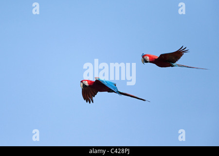 Manu Nationalpark, rote und Grüne Aras (Ara Chloroptera) in der Nähe von Tambo Blanquillo Ton zu lecken. Fliegen. Stockfoto