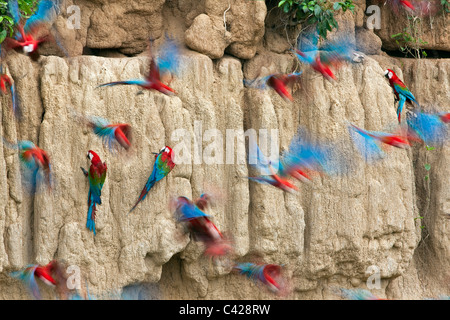 Manu Nationalpark, rote und Grüne Aras (Ara Chloroptera) Einnahme von Ton aus Tambo Blanquillo Salzlecke. Stockfoto