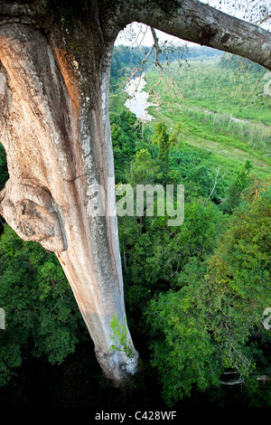 Manu Nationalpark, Blick vom Baldachin Plattform (40m hoch) auf Baum Kapok (Ceiba Pentandra). Stockfoto