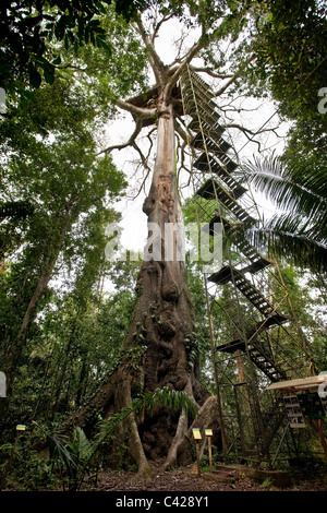 Manu Nationalpark, Blick auf Baumkronen Plattform (40m hoch) im Baum Kapok (Ceiba Pentandra). Stockfoto