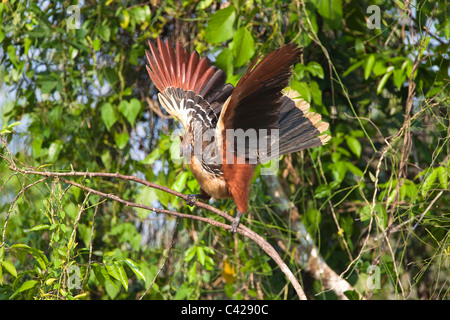 Peru, Boca Manu, Blanquillo, Manu Nationalpark, UNESCO-Weltkulturerbe. Vogel der Hoatzin (Opisthocomus Hoazin). Stockfoto