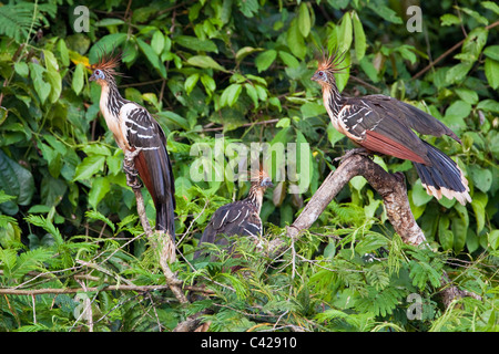 Peru, Boca Manu, Blanquillo, Manu Nationalpark, UNESCO-Weltkulturerbe. Vögel der Hoatzin (Opisthocomus Hoazin). Stockfoto