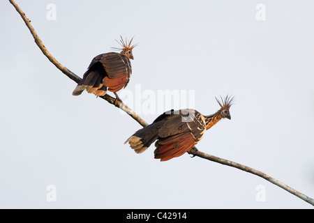 Peru, Boca Manu, Blanquillo, Manu Nationalpark, UNESCO-Weltkulturerbe. Vögel der Hoatzin (Opisthocomus Hoazin). Stockfoto