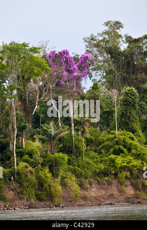 Peru, Boca Manu, Blanquillo, Manu Nationalpark, UNESCO-Weltkulturerbe. Blühender Baum entlang der Alto Madre de Dios Fluss. Stockfoto