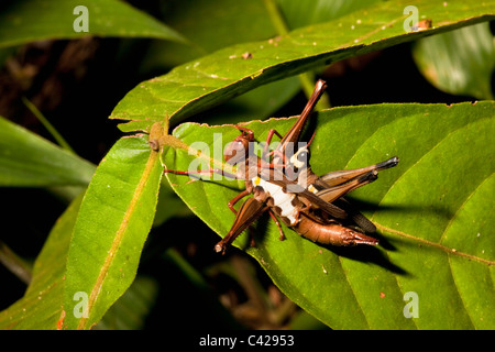 Peru, Boca Manu, Blanquillo, Manu Nationalpark, UNESCO-Weltkulturerbe. Männliche und weibliche Grasshopper Paarung. Stockfoto