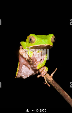 Peru, Boca Manu, Blanquillo, Manu Nationalpark, UNESCO-Weltkulturerbe. Blatt-Frosch. Stockfoto