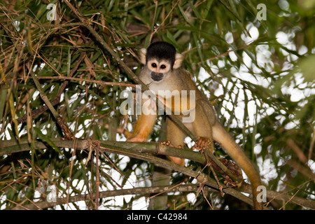 Peru, Boca Manu, Blanquillo, Manu Nationalpark, UNESCO-Weltkulturerbe, gemeinsame Totenkopfaffen (Saimiri Sciureus). Stockfoto