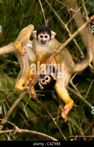 Peru, Boca Manu, Blanquillo, Manu Nationalpark, UNESCO-Weltkulturerbe, gemeinsame Totenkopfaffen (Saimiri Sciureus). Stockfoto