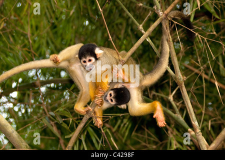 Peru, Boca Manu, Blanquillo, Manu Nationalpark, UNESCO-Weltkulturerbe, gemeinsame Totenkopfaffen (Saimiri Sciureus). Stockfoto