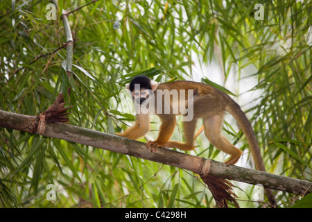 Peru, Boca Manu, Blanquillo, Manu Nationalpark, UNESCO-Weltkulturerbe, gemeinsame Totenkopfaffen (Saimiri Sciureus). Stockfoto