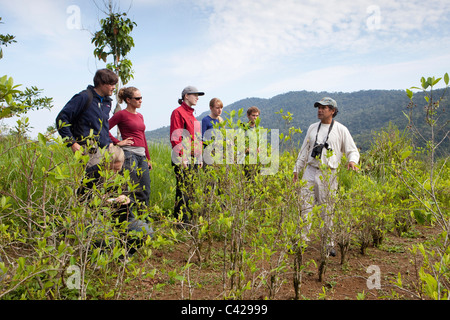 Peru, Atalaya, Reiseführer über Coca erklären läßt in Koka-Plantage. Stockfoto