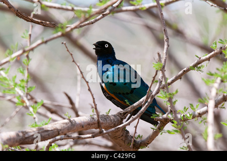 Superb Starling (Glanzstare Superbus), Samburu Nationalpark, Kenia. Stockfoto