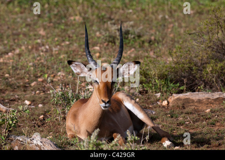 Impala (Aepyceros Melampus), Samburu Nationalpark, Kenia. Stockfoto