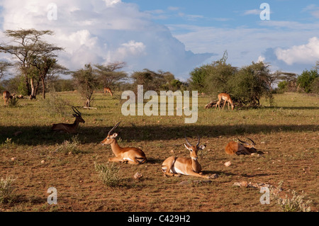 Impala (Aepyceros Melampus), Samburu Nationalpark, Kenia. Stockfoto