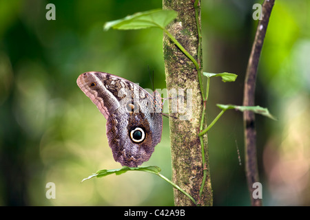 Peru, Cruz de Mayo, Manu Nationalpark, Fredy Berge. Eule Schmetterling. (Caligo Eurilochus?). Stockfoto