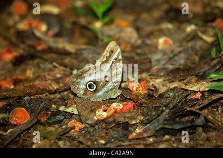 Peru, Cruz de Mayo, Manu Nationalpark, Fredy Berge. Eule Schmetterling. (Caligo Eurilochus?) auf faule Frucht essen. Stockfoto